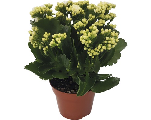 FloraSelf Kalanchoe blossfeldiana 'Calandiva' H 20-25 cm ghiveci Ø 12 cm