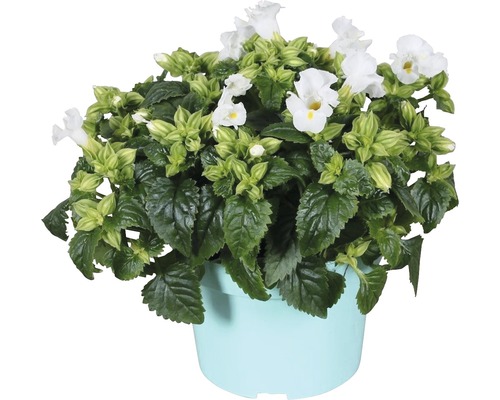 Ghiveci cu plantă Torenia înflorită