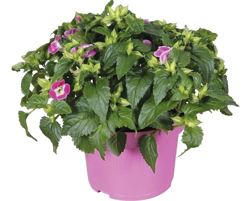 Pernă de flori Torenia într-un ghiveci