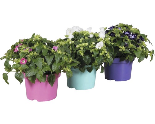 Grup de trei flori la ghiveci cu flori