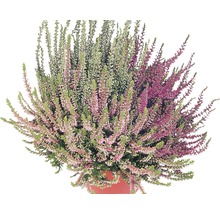Arbust de Heather în ghiveci