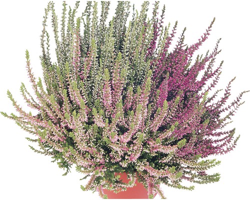 Arbust de Heather în ghiveci