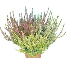 Ghiveci cu arbuști de heather