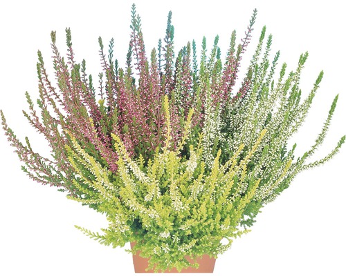 Ghiveci cu arbuști de heather