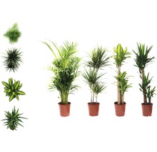Plante verzi mix FloraSelf H 120-140 cm ghiveci Ø 24 cm-thumb-0 Plante verzi mix FloraSelf H 120-140 cm ghiveci Ø 24 cm-thumb-0