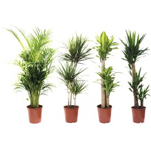 Plante verzi mix FloraSelf H 120-140 cm ghiveci Ø 24 cm-thumb-3 Plante verzi mix FloraSelf H 120-140 cm ghiveci Ø 24 cm-thumb-3