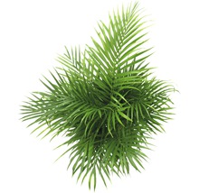 Plante verzi mix FloraSelf H 120-140 cm ghiveci Ø 24 cm-thumb-11 Plante verzi mix FloraSelf H 120-140 cm ghiveci Ø 24 cm-thumb-11