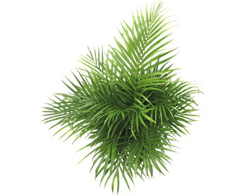 Plantă de interior cu frunze penate