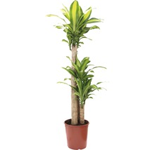 Plante verzi mix FloraSelf H 120-140 cm ghiveci Ø 24 cm-thumb-4 Plante verzi mix FloraSelf H 120-140 cm ghiveci Ø 24 cm-thumb-4