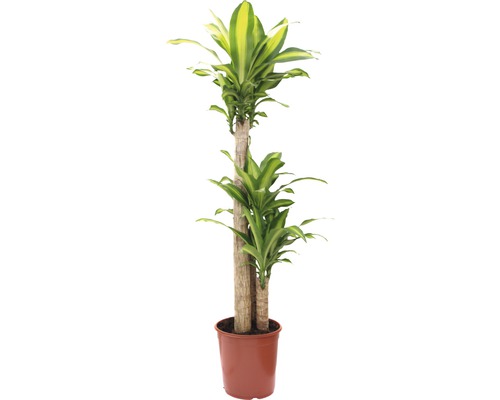 Dracaena la ghiveci pentru interior