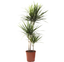 Plante verzi mix FloraSelf H 120-140 cm ghiveci Ø 24 cm-thumb-5 Plante verzi mix FloraSelf H 120-140 cm ghiveci Ø 24 cm-thumb-5