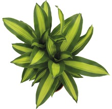 Plante verzi mix FloraSelf H 120-140 cm ghiveci Ø 24 cm-thumb-10 Plante verzi mix FloraSelf H 120-140 cm ghiveci Ø 24 cm-thumb-10