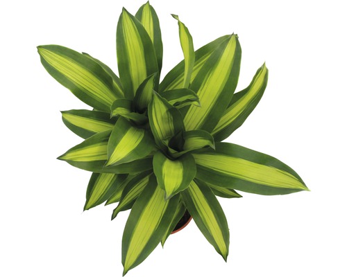 Dracaena plantă de interior cu frunze dungate de sus