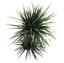 Plante verzi mix FloraSelf H 120-140 cm ghiveci Ø 24 cm-thumb-8 Plante verzi mix FloraSelf H 120-140 cm ghiveci Ø 24 cm-thumb-8