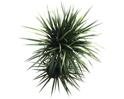 Vedere de sus a unei plante de interior cu frunze lungi, ascuțite