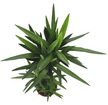 Plante verzi mix FloraSelf H 120-140 cm ghiveci Ø 24 cm-thumb-9 Plante verzi mix FloraSelf H 120-140 cm ghiveci Ø 24 cm-thumb-9