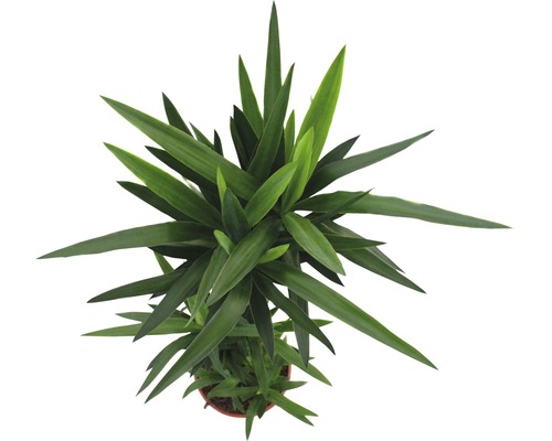 Vedere de sus a unei plante de interior cu frunze lungi, ascuțite, în ghiveci