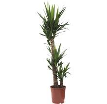 Plante verzi mix FloraSelf H 120-140 cm ghiveci Ø 24 cm-thumb-7 Plante verzi mix FloraSelf H 120-140 cm ghiveci Ø 24 cm-thumb-7