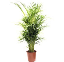 Plante verzi mix FloraSelf H 120-140 cm ghiveci Ø 24 cm-thumb-6 Plante verzi mix FloraSelf H 120-140 cm ghiveci Ø 24 cm-thumb-6