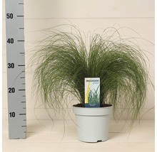 Coada de Ponei FloraSelf Stipa tenuifolia 'Pony Tails' H 10-30 cm Co 2 L