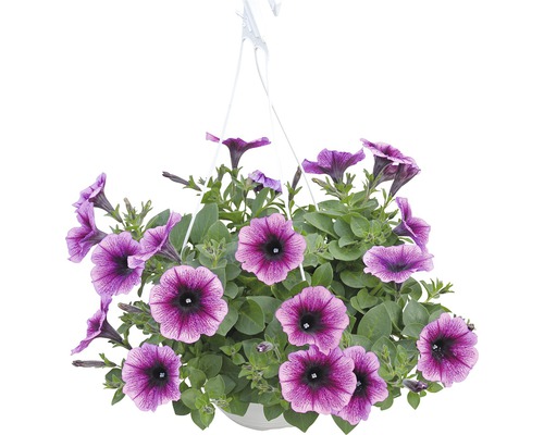 Petunie curgătoare în ghiveci cu flori lila și frunze verzi.