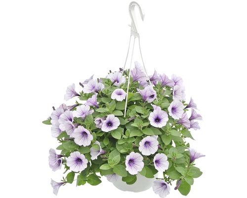 Petunia curgătoare într-un ghiveci cu suport de agățat