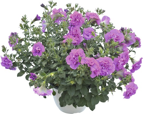 Petunie în ghiveci cu flori liliac