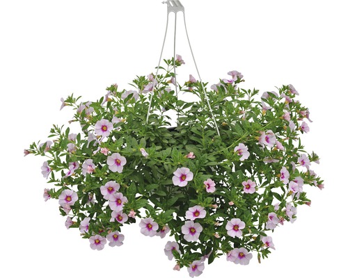 Coș suspendat cu flori roz și frunze verzi