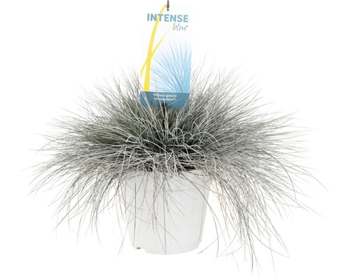Iarbă albastră ''Intense Blue'' în ghiveci