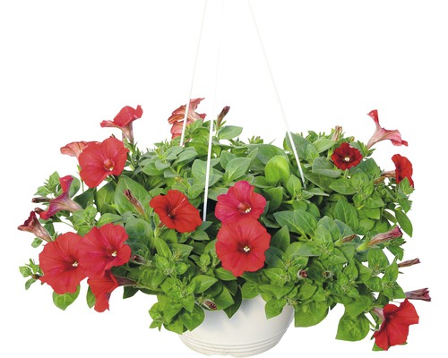 Petunie curgătoare într-un ghiveci