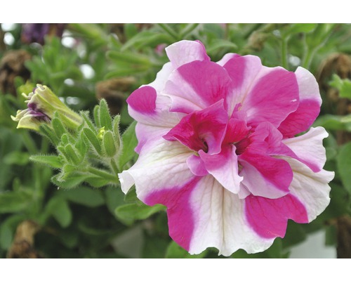 Prim-plan cu o petunie bătută cu petale dungate