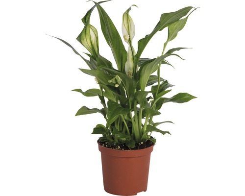 Crinul păcii FloraSelf Spathiphyllum wallisii H 20-25 cm ghiveci Ø 7 cm