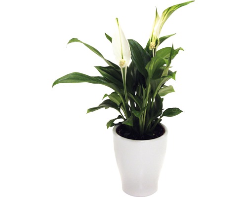 Crinii păcii în ghiveci