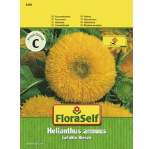 FloraSelf semințe de floarea soarelui uriașă