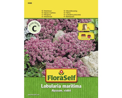 FloraSelf semințe de flori barbișoară violet "Lobularia maritima"