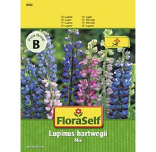FloraSelf semințe de flori amestec de lupin "Lupinus hartwegii"-thumb-0