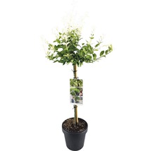 Lemn câinesc pestriț cultivat în ghiveci