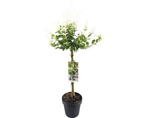 Lemn câinesc pestriț cultivat în ghiveci