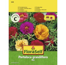 Semințe flori FloraSelf de floare-de-piatră 'Portulaca grandiflora'-thumb-0