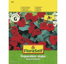 FloraSelf semințe de conduraș Împărăteasa Victoria "Tropaeolum majus"-thumb-0