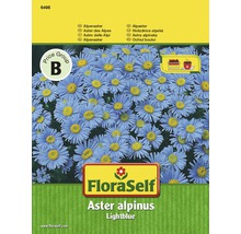 FloraSelf semințe de flori Ochiul boului "Aster alpinus"-thumb-0