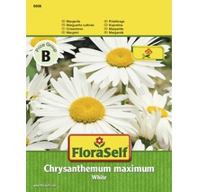 FloraSelf semințe de margarete albe "Chrysanthemum maximum"-thumb-0