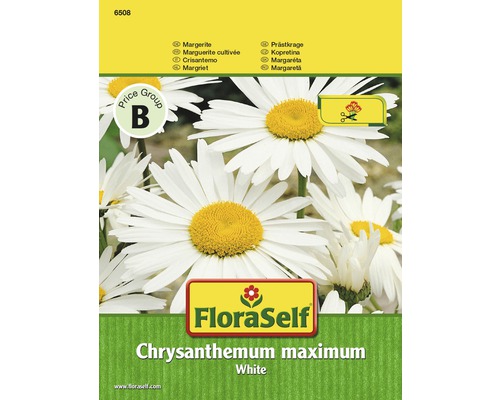 FloraSelf semințe de margarete albe "Chrysanthemum maximum"-0