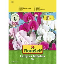FloraSelf semințe de măzăriche mix "Lathyrus latifolius"-thumb-0