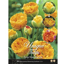 Pachet de bulbi de lalele din specia ''Sunlover'', cu flori de bujor, 12/+