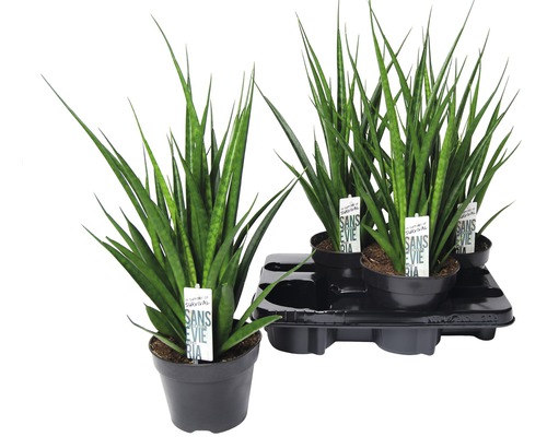 Plante Sansevieria în ghiveci pe un palet