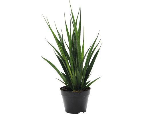 Limba soacrei FloraSelf Sansevieria kirkii H 45-55 cm ghiveci Ø 15 cm