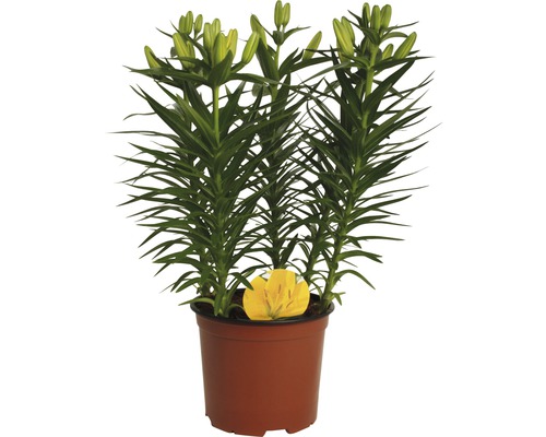 Crin în ghiveci cu boboci și frunze