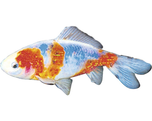 Pește ornamental Koi