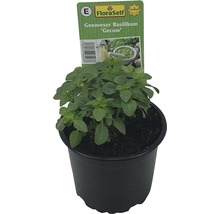 Plantă busuioc genovese în ghiveci